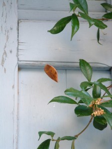 Photo of a suspended leaf