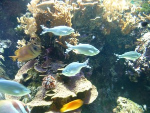 Photo of coloured fish