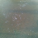 Photo of suds on the River Liffey